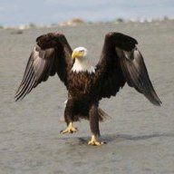 Walking Eagle